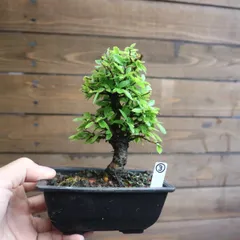 2026年最新】bonsai の人気アイテム - メルカリ
