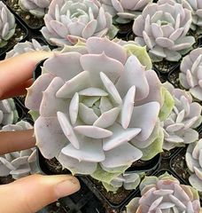 新入荷 セツガンセキカ×10株 CY0158抜き苗 多肉植物 詰め合わせ