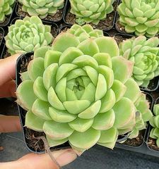 新入荷 セツガンセキカ×10株 CY0158抜き苗 多肉植物 詰め合わせ