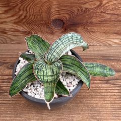 特大 Sansevieria kirkii Coppertone 鉢のまま発送 - メルカリ