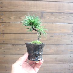 希少 蛇の目 五葉松 斑入り 花火 花吹雪 盆栽 盆栽鉢 付き発送 - メルカリ