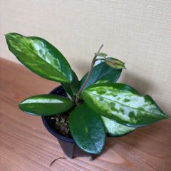 ホヤ カルノーサ マダラ スノーエンジェル ※最終値下げ - メルカリ
