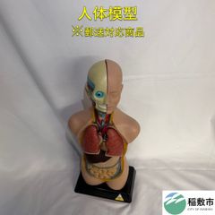 NOVARTIS 患者説明用脳模型 - メルカリ