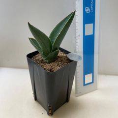 多肉植物 ハオルチア 黒オブツーサ錦② 抜き苗 根付き - メルカリ