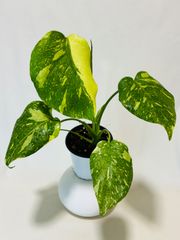モンステラ デリシオーサ Monstera deliciosa 'Gold Monster' 新種