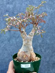 【現品限り】キフォステンマ・ベティフォルメ ナローリーフ 現地株【L42】 Cyphostemma betiforme Somalia