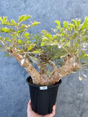 【現品限り】キフォステンマ・ベティフォルメ ナローリーフ 現地株【L41】 Cyphostemma betiforme Somalia