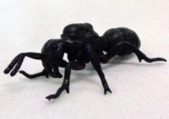【中古】トレーディングフィギュア 1.クロオオアリ(女王アリ) 「地球生命紀行 アリ ～素晴らしきミクロの世界～」