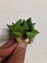 ギムノカリキウム☆多頭！ トゲ無し綴化①大特価 - メルカリ