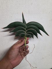 ギムノカリキウム☆多頭！ トゲ無し綴化①大特価 - メルカリ