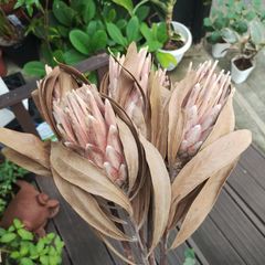 アジサイ 明鏡止水 5号 花付き 開花株 宅急便送料込み - メルカリ