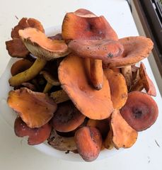 チチタケ 1000g 信州産 ちちたけ - メルカリ