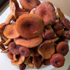 チチタケ 1000g 信州産 ちちたけ - メルカリ