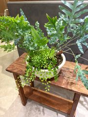 シダ植物寄せ植え　アジアンタム、ダバナ、ブルースター