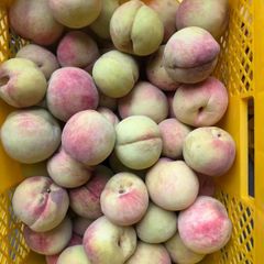 山梨県産 若桃 加工用10.0kg 山梨県産 若桃 10.0kg 山梨県産 若桃 加工用10.0kg -