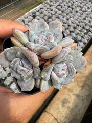 新入荷 40株の抜き苗セット エンジコウ 多肉植物 佐川急便発送