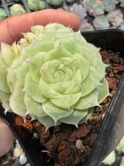 新入荷 40株の抜き苗セット エンジコウ 多肉植物 佐川急便発送