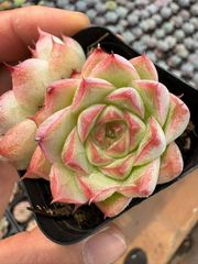新入荷 40株の抜き苗セット エンジコウ 多肉植物 佐川急便発送