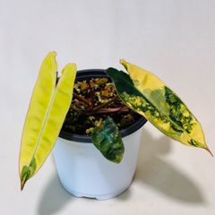 モンステラ デリシオーサ Monstera deliciosa 'Gold Monster' 新種