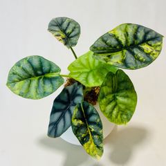 モンステラ デリシオーサ Monstera deliciosa 'Gold Monster' 新種