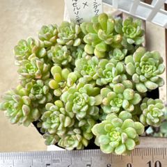 多肉植物 ピンクルルビー❣️抜き苗 - メルカリ