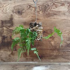 トキワシノブ ⑦コルク付け Humata tyermannii Bear's foot fern 羊歯