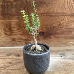 ユーフォルビア オオマトイキリン Euphorbia triangularis