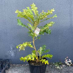 バンクシア グランディス 鉢植えZ 苗 オージープランツ ドライガーデン