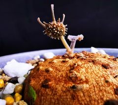 3月入荷 3粒 ボスウェリア・オクルタ Boswellia occulta 種子 - メルカリ