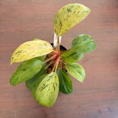 P. Flamenco（hillii x coronarium）TC ビカクシダ - メルカリ