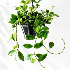 フィカス マイクロゴム 6株植え コンパクト観葉 calm cafe - メルカリ