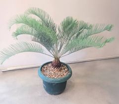 ◇サイカス デソラータ デソラタ 実生苗！◇Cycas desolata 希少ブルー