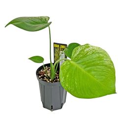 現品 UJ モンステラ デリシオーサ バルバソー (MB2) 3号 アーバン