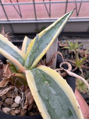 Opuntia gomei 'Old Mexico' オプンチア ゴメイ オールドメキシコ
