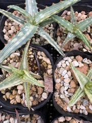 Opuntia gomei 'Old Mexico' オプンチア ゴメイ オールドメキシコ