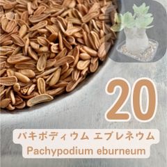 3月入荷 3粒 ボスウェリア・オクルタ Boswellia occulta 種子 - メルカリ