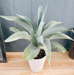 在庫］【希少】チャドレア メタリカ 7号 ヤシ 観葉植物 レア おしゃれ