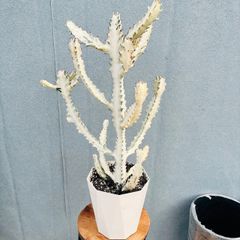 在庫］【希少】チャドレア メタリカ 7号 ヤシ 観葉植物 レア おしゃれ