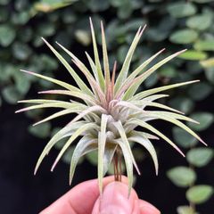チランジア イオナンタ ディファレンテT.ionantha Differente - メルカリ