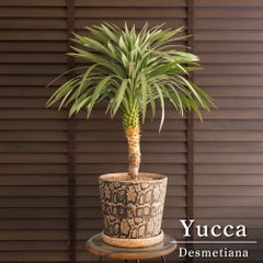 ユッカ グロリオサ Yucca Gloriosa 幹立ち 5号 陶器鉢