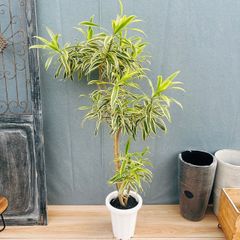 在庫］【希少】チャドレア メタリカ 7号 ヤシ 観葉植物 レア おしゃれ