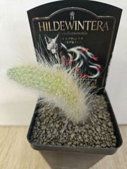 訳ありセール ホヤ ウンデュラータ Hoya Undulata サクララン - メルカリ