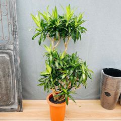 現品］【希少】※売約済※ メルカリ便 7番 アガベ アテナータ ボーチン