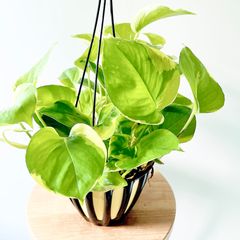 フィカス マイクロゴム 6株植え コンパクト観葉 calm cafe フィカス マイクロゴム 6株植え コンパクト観葉 calm cafe - メルカリ