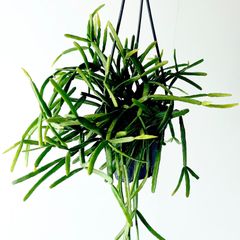 フィカス マイクロゴム 6株植え コンパクト観葉 calm cafe - メルカリ