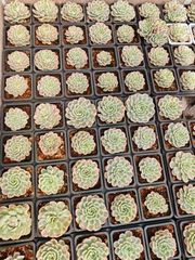 多肉植物 Z6092 シャンクス 18株 抜き苗 エケベリア セダム