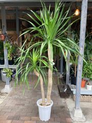 ドラセナドラコ観葉植物 鉢植え 引き取り限定2メーター 激安です
