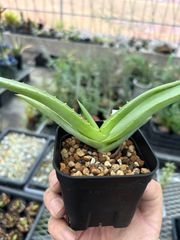 Opuntia gomei 'Old Mexico' オプンチア ゴメイ オールドメキシコ