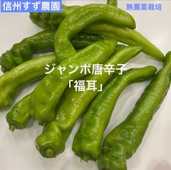 信州高原産 ジャンボ唐辛子 福耳 3kg - メルカリ