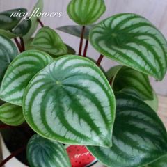 スイカペペ♡ペペロミア♡サンデルシー♡観葉植物♡４寸鉢♡